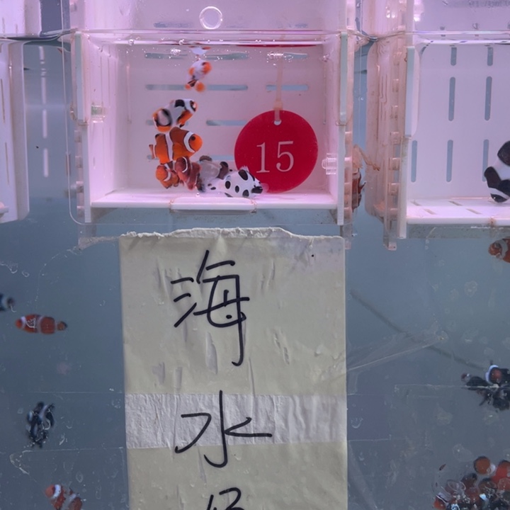 海水鱼精品混搭7条2-3