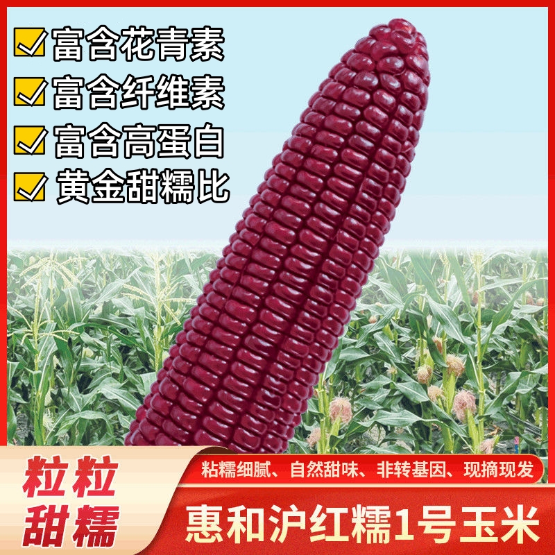 【新疆直发】正宗沪红糯1号甜微糯红玉米非转基因高花青素红糯玉米新疆维吾尔自治区