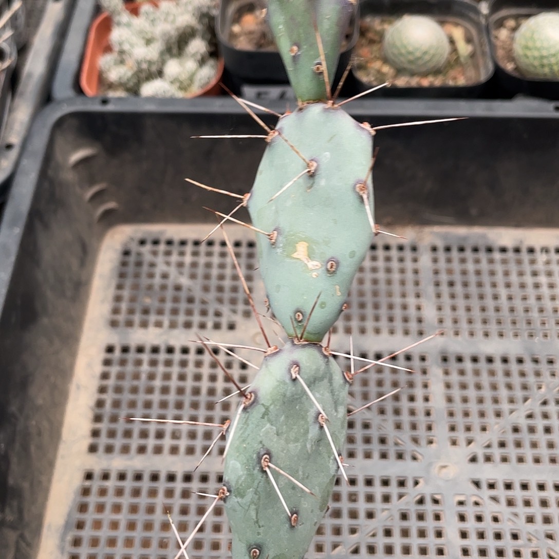 575德州圣丽塔团扇（满18元包邮）