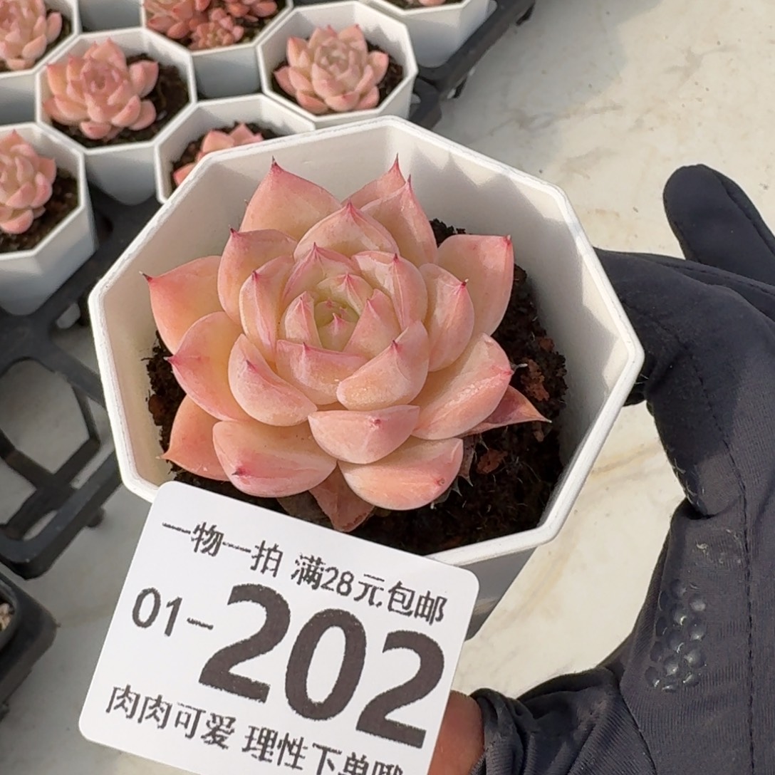 水晶玫瑰无盆土发货