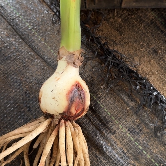 双梦表皮残4-5厘米不包养护