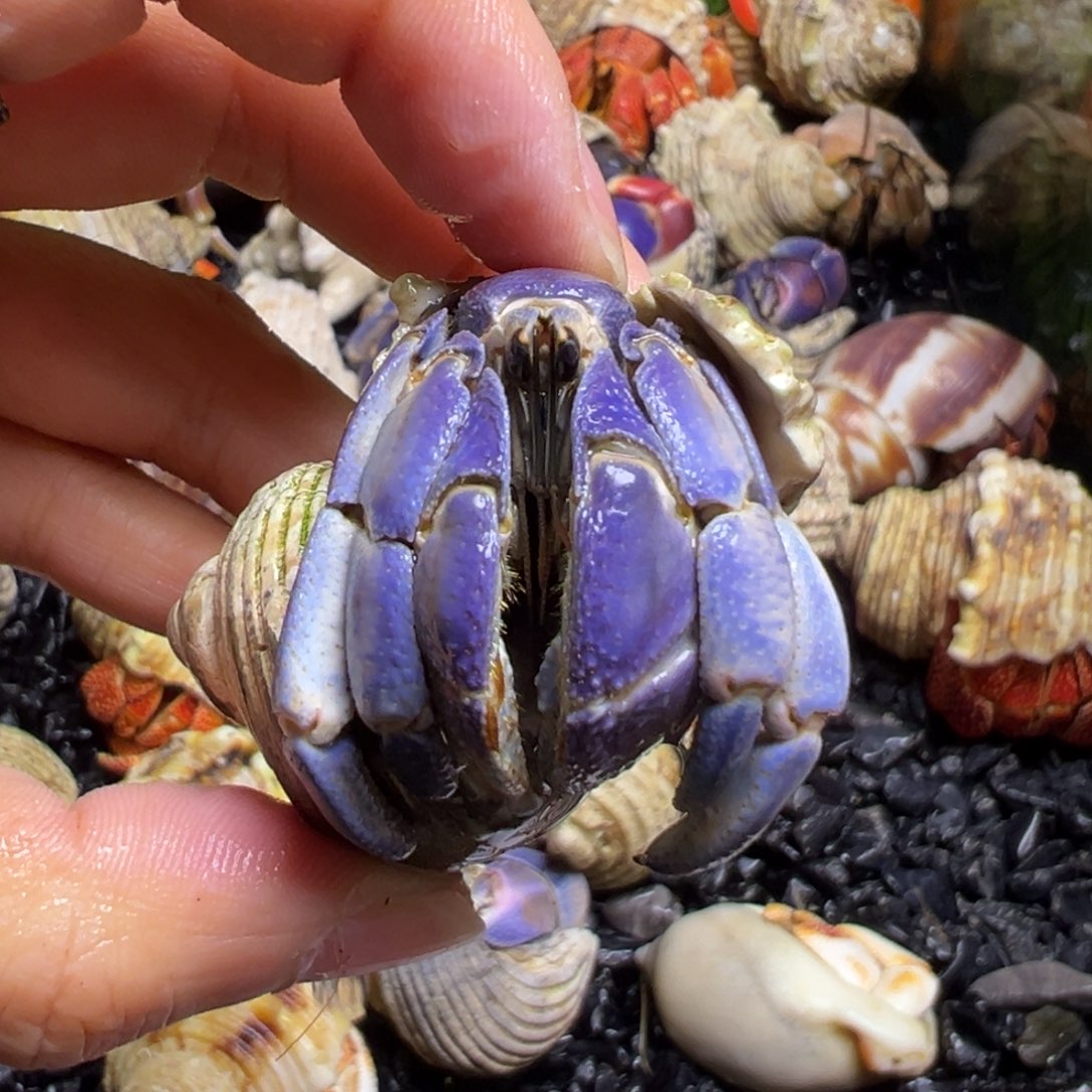 陆生寄居蟹46号拍品