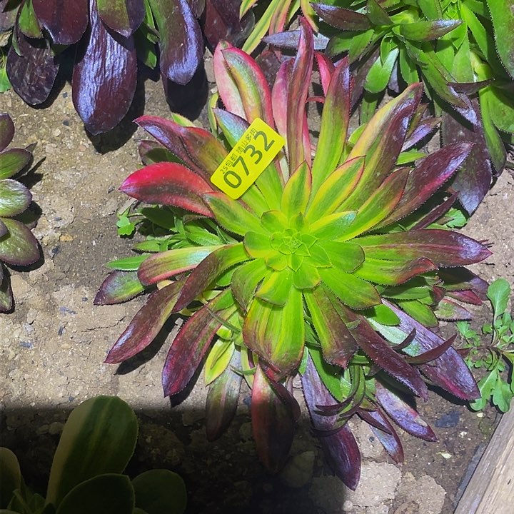 0732孔雀七彩多肉植物