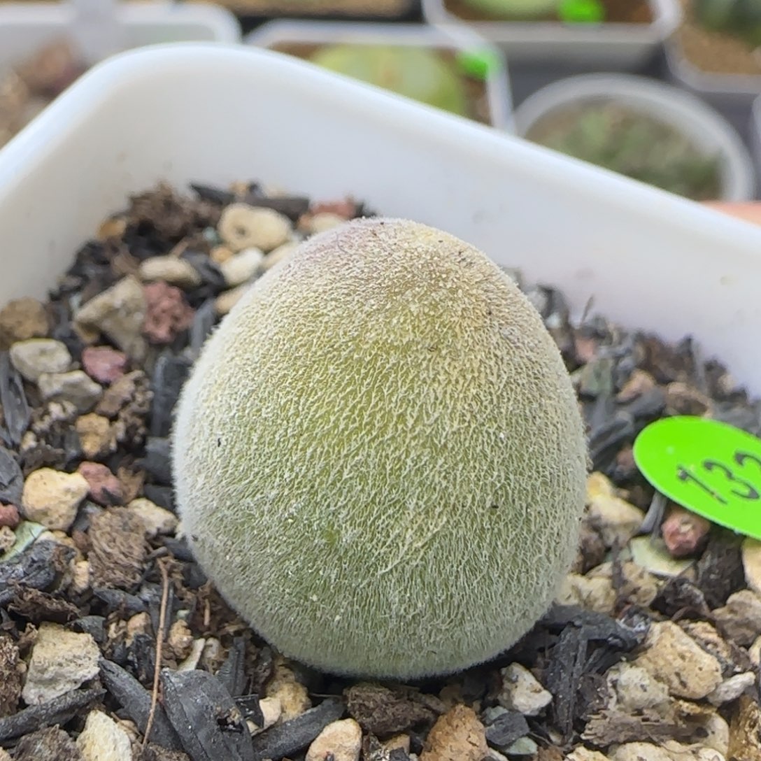 园艺宝辉玉1.8多肉132