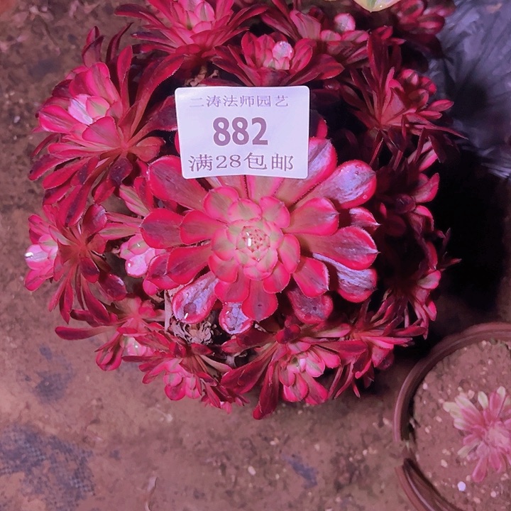 K*T882红铜白多肉植物