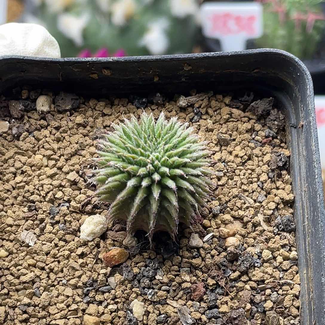 实生海胆大戟 致远多肉