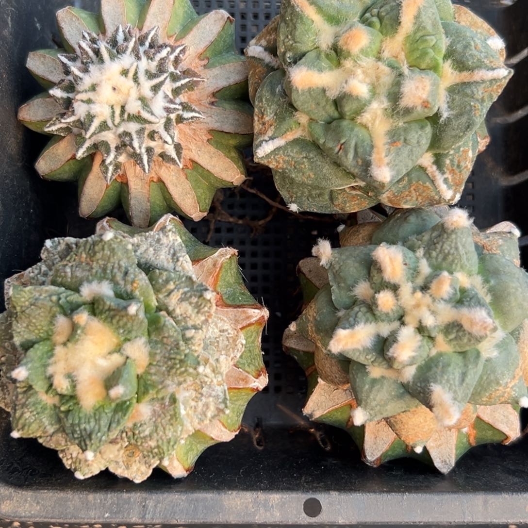 114 仙人球的比赛将于