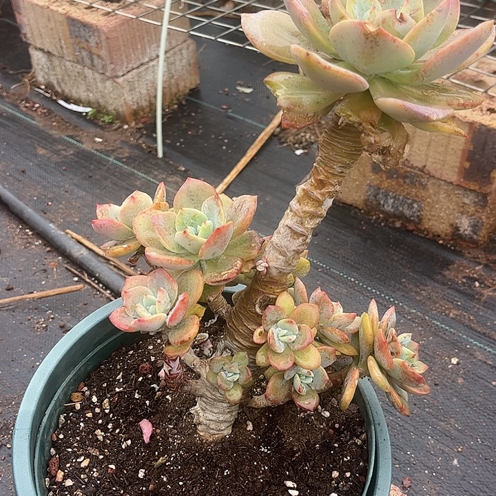 静***开032凤杂脱土发货不退不换