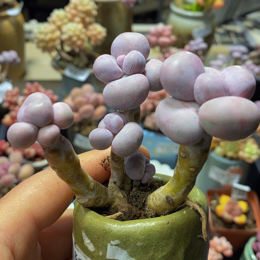 151 芭比奶酪烟美人7 厘米