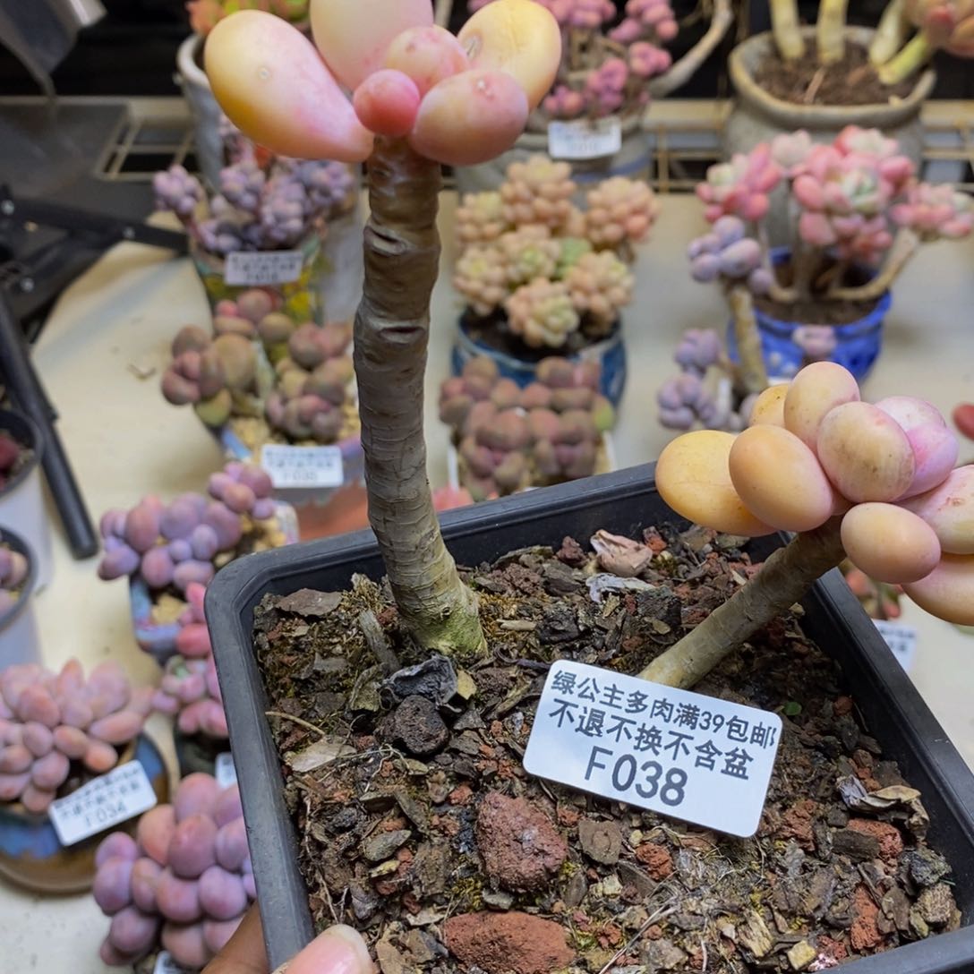 038蛋黄奶多肉8c m