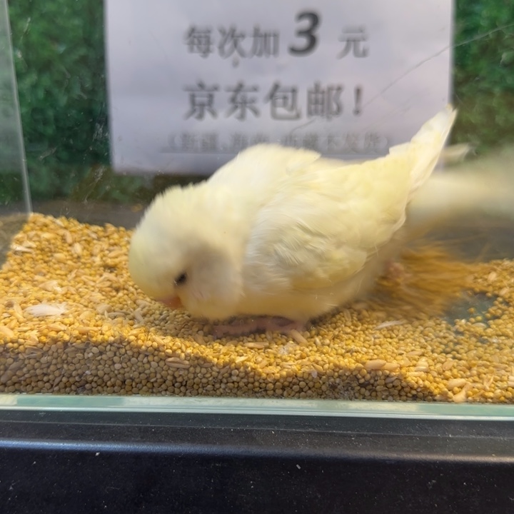 虎皮鹦鹉大头虎皮鹦鹉