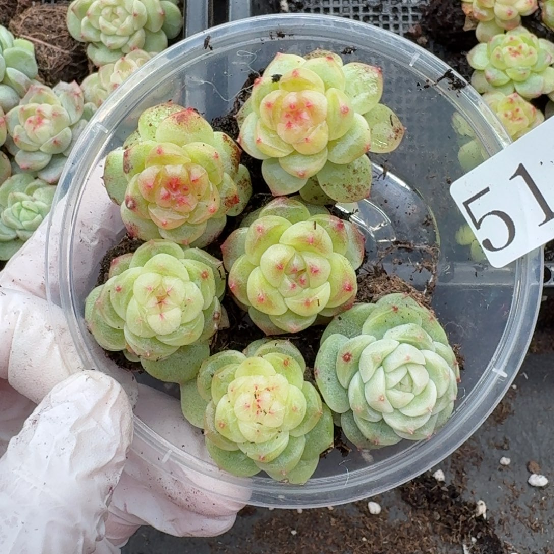 多肉植物多肉植物514