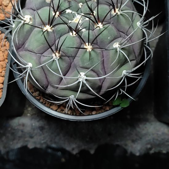 用***3实生天紫玉带盆发货