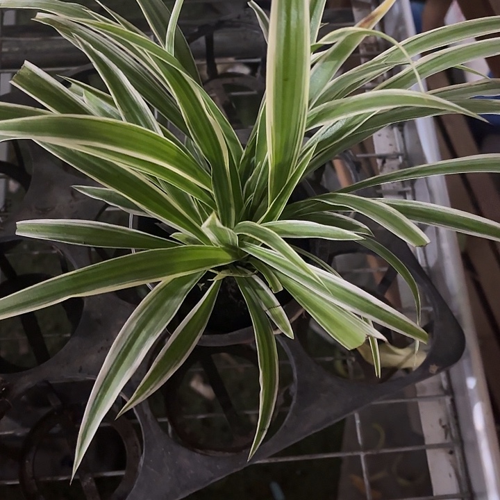 全部花苞金边吊兰1盆