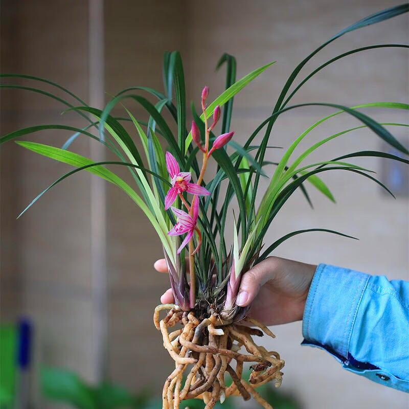 精品兰花，精美盆景兰花草