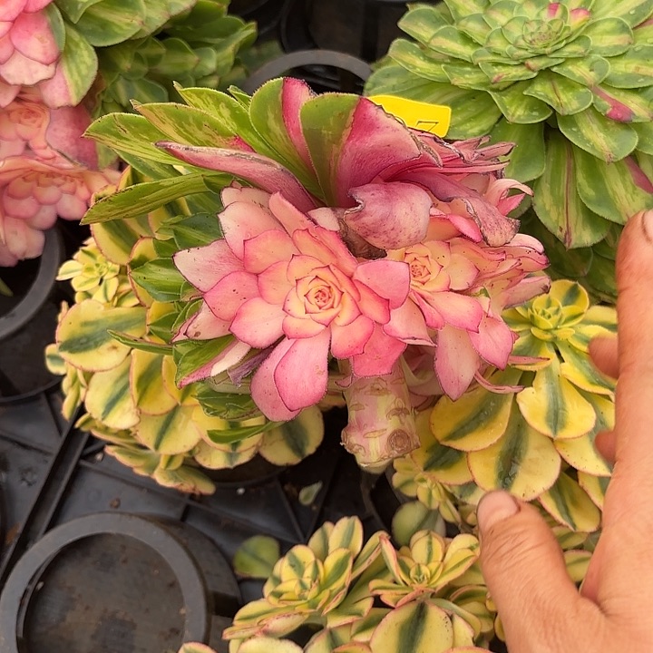 多肉植物知否0007