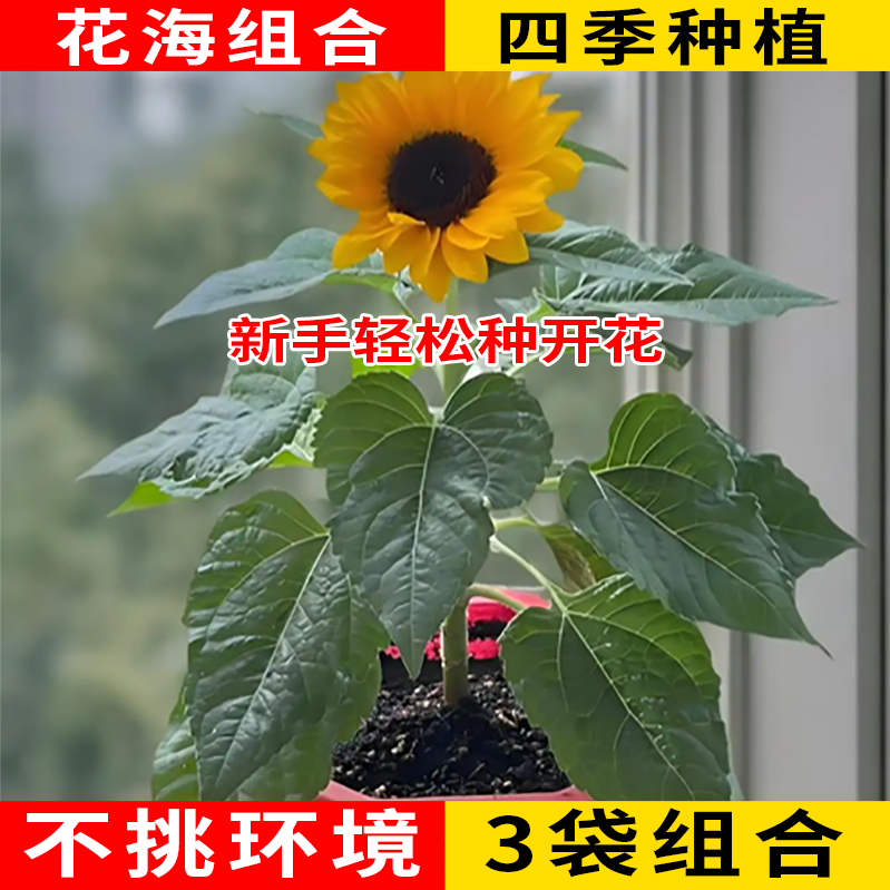 向日葵+蜀葵+矢车菊四季可播花种子室内外庭院盆栽易种活开花