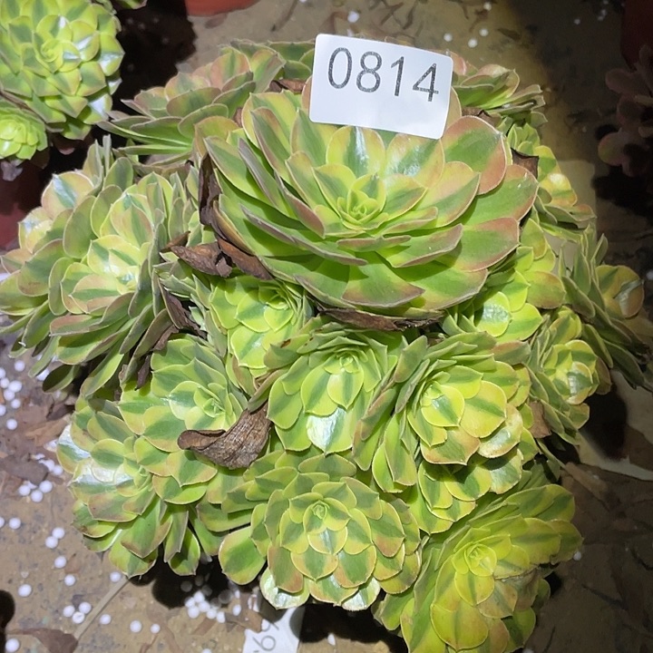 多肉植物法师814雨荷