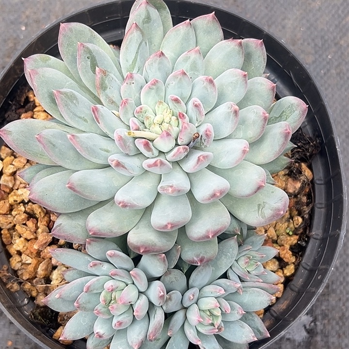 美人大群特价一物一拍