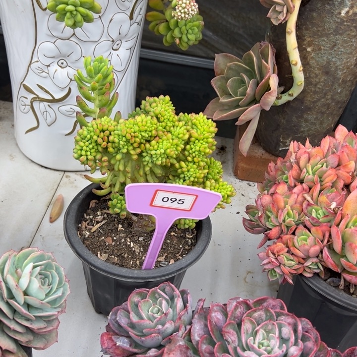 忘*草春萌多肉植物095