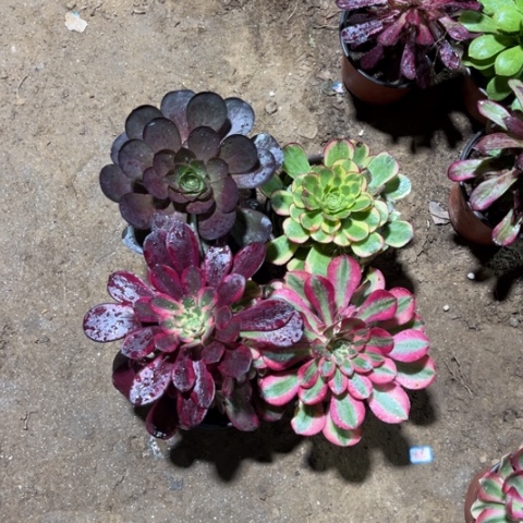 206多肉植物组合