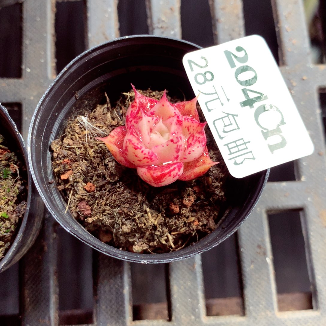 5厘米盆精控多肉204