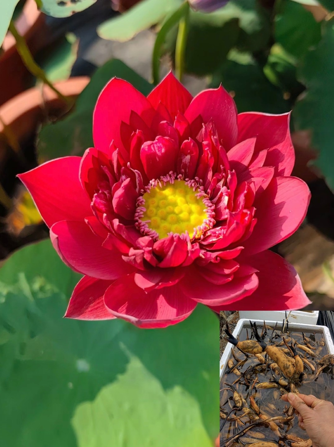 【集缘荷苑】观赏荷花种藕苗适合口径30cm以上花盆栽种