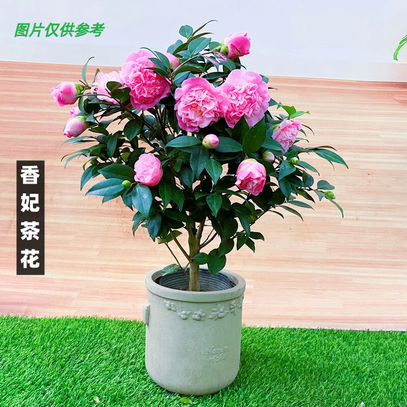 带花苞香妃四季山茶花树苗盆栽约50-100好养办公室绿植