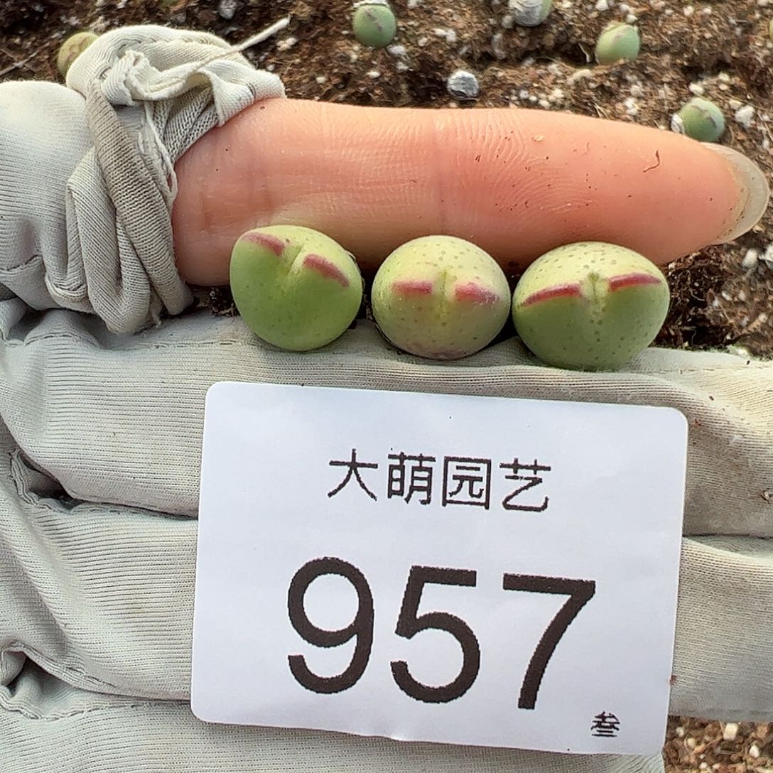 量拍以下1颗正版白花大枪。 957