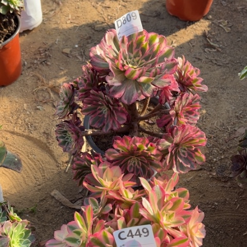 多肉植物红铜白女巫