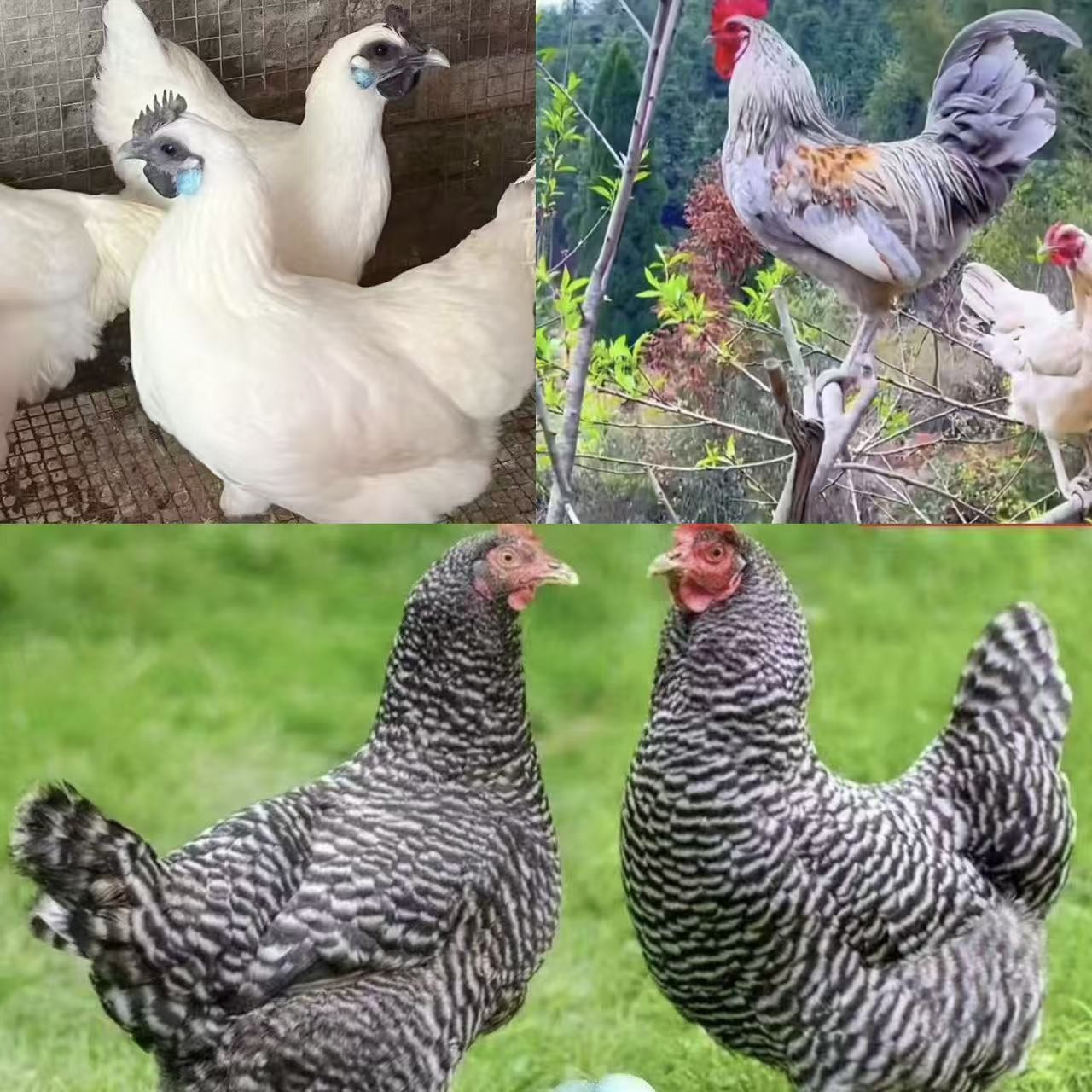 宠物鸡几个品种混搭乌骨鸡鹊山长尾鸡芦花鸡以直播间为准
