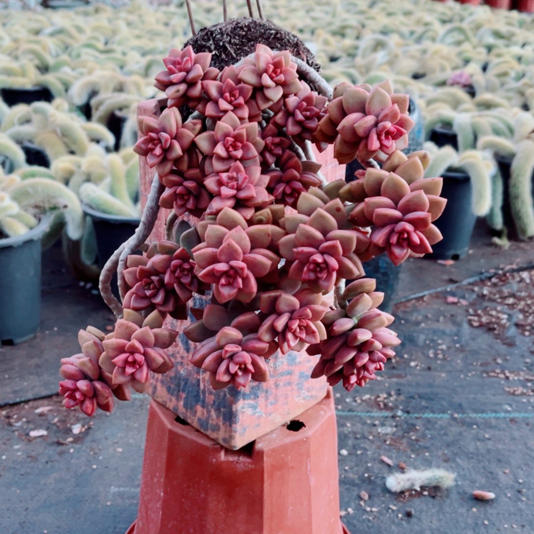 鸡笼月两颗发货的