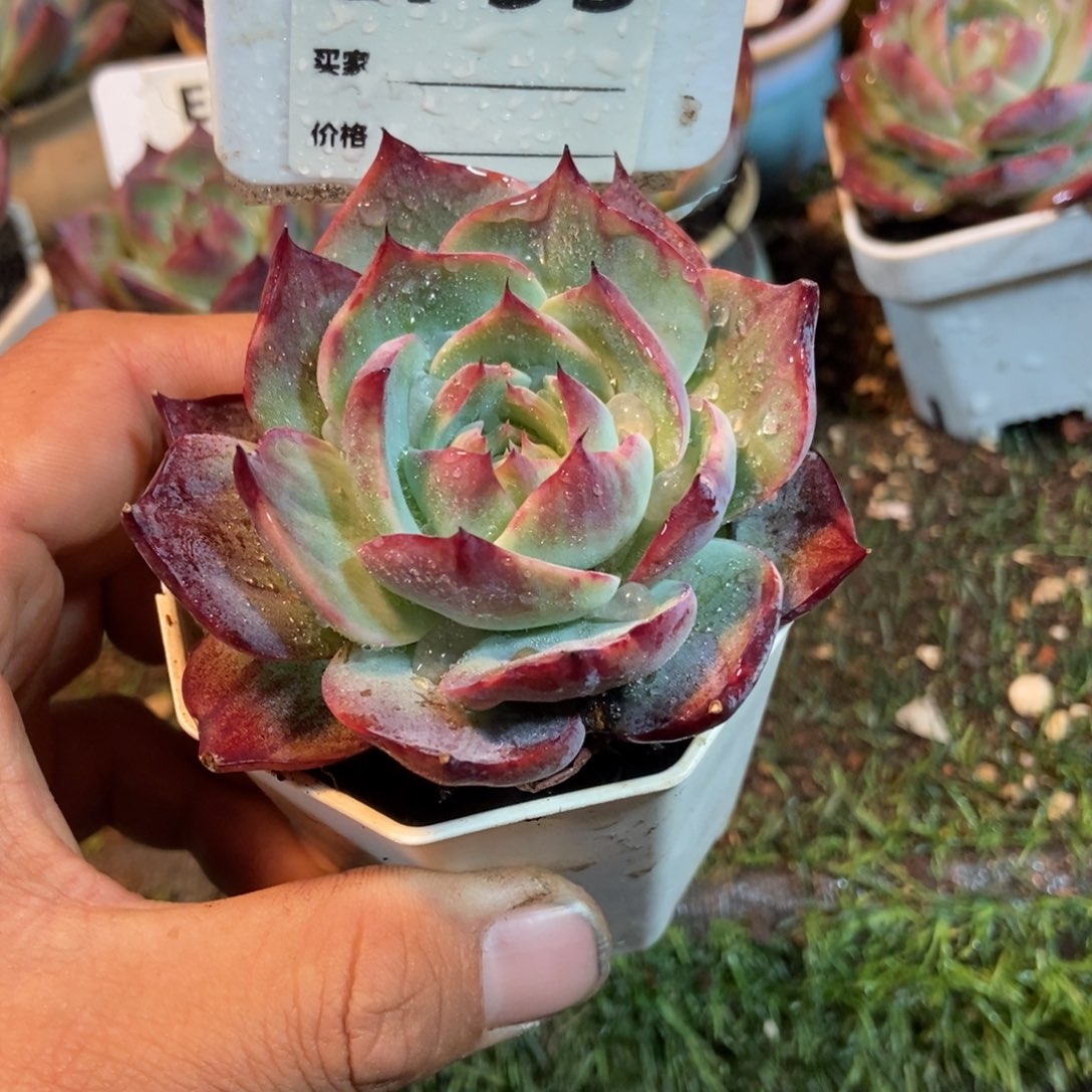 惊鸿一瞥793惊鸿