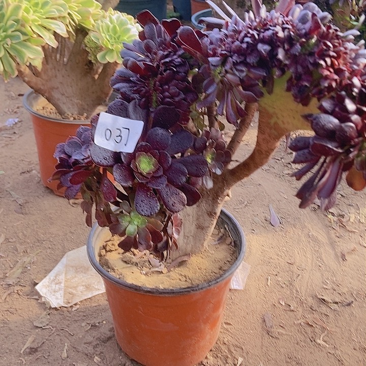 037欧紫缀化老板子法师