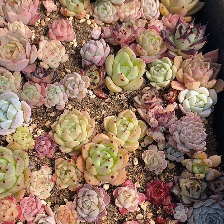 114 多肉植物盆栽花卉植物