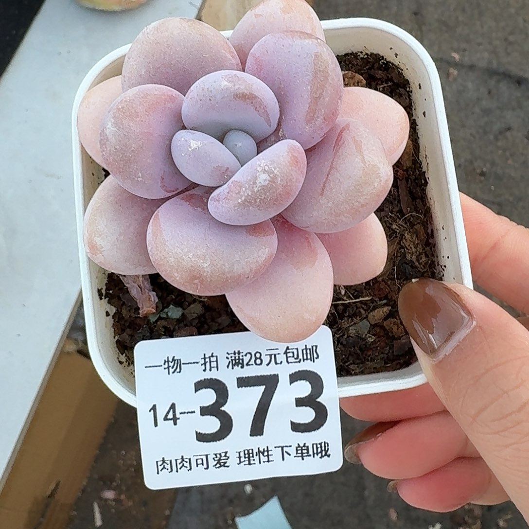 粉兔无盆土发货无