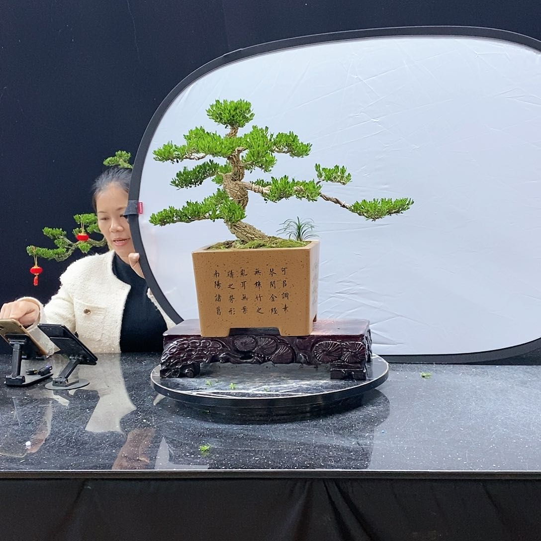 无花朵精品黄杨盆景