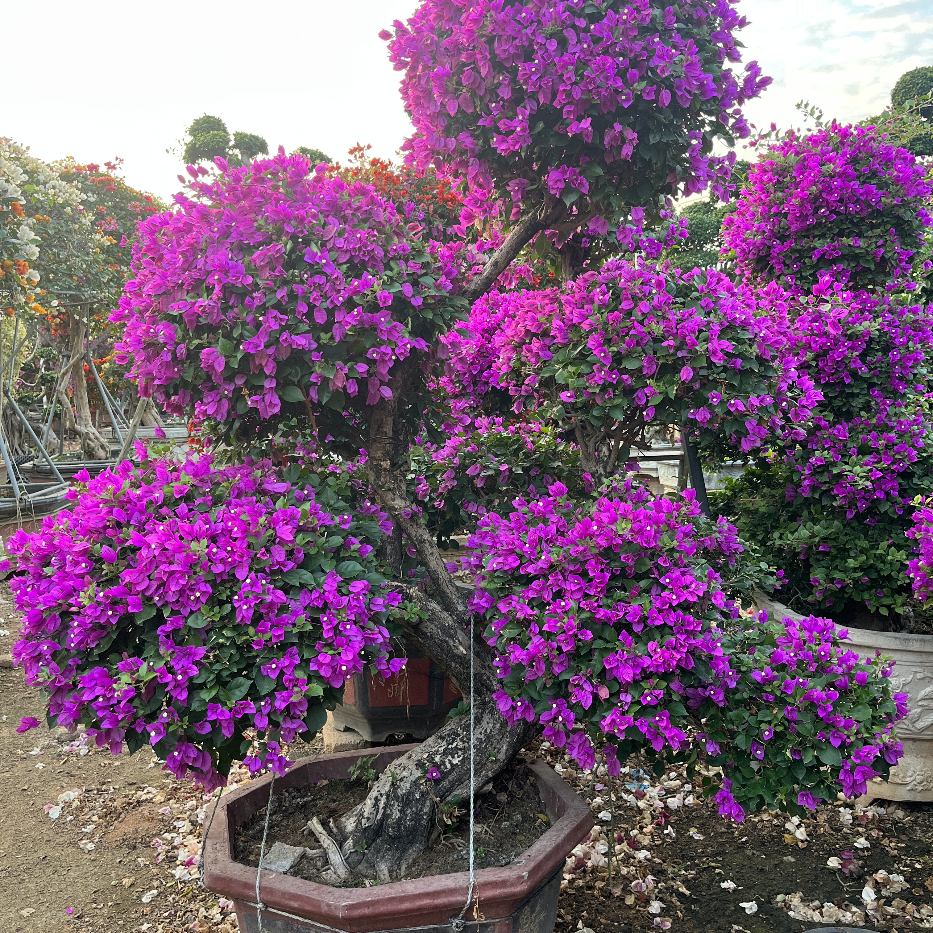 精品三角梅~一物一拍（四季开花庭院高端造型绿植）