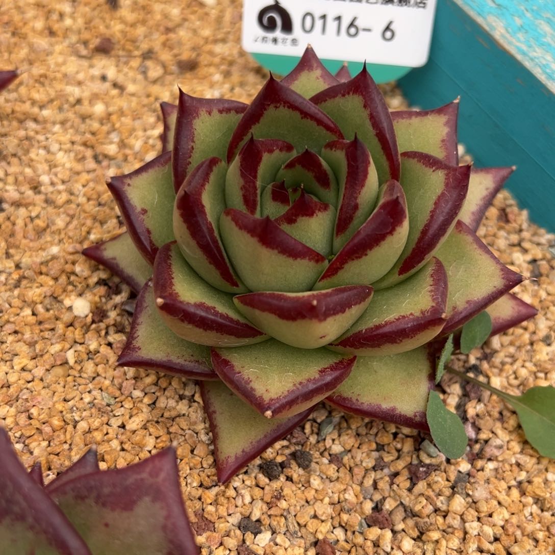 从前慢多肉精选编号0116.6