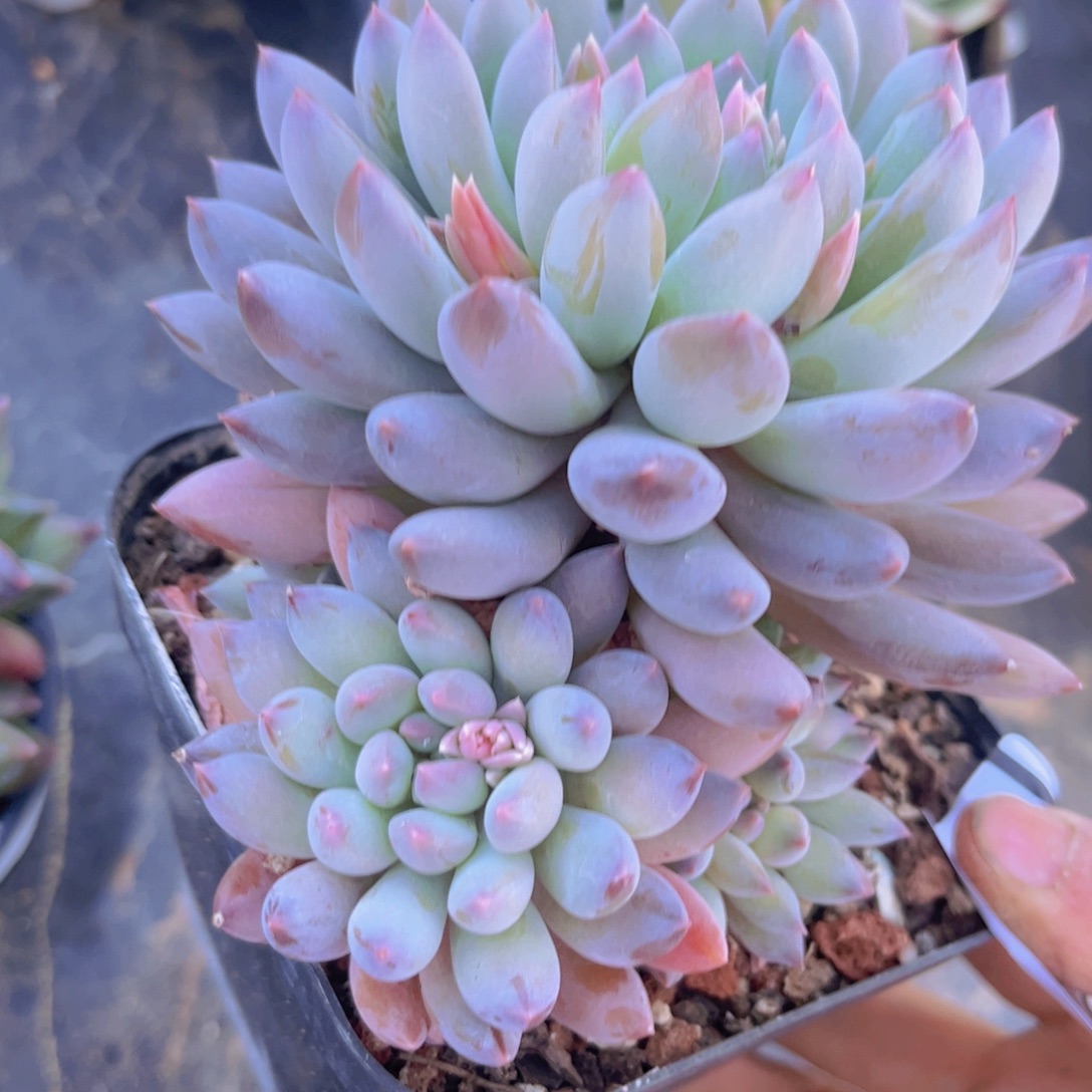 冰淇淋美人03125多肉植物