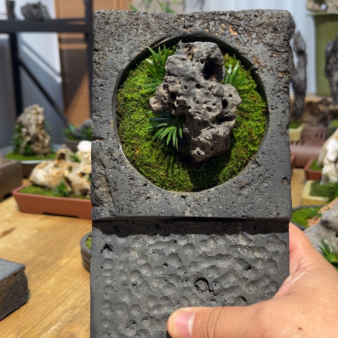 W***e青砖花盆➕附石菖蒲