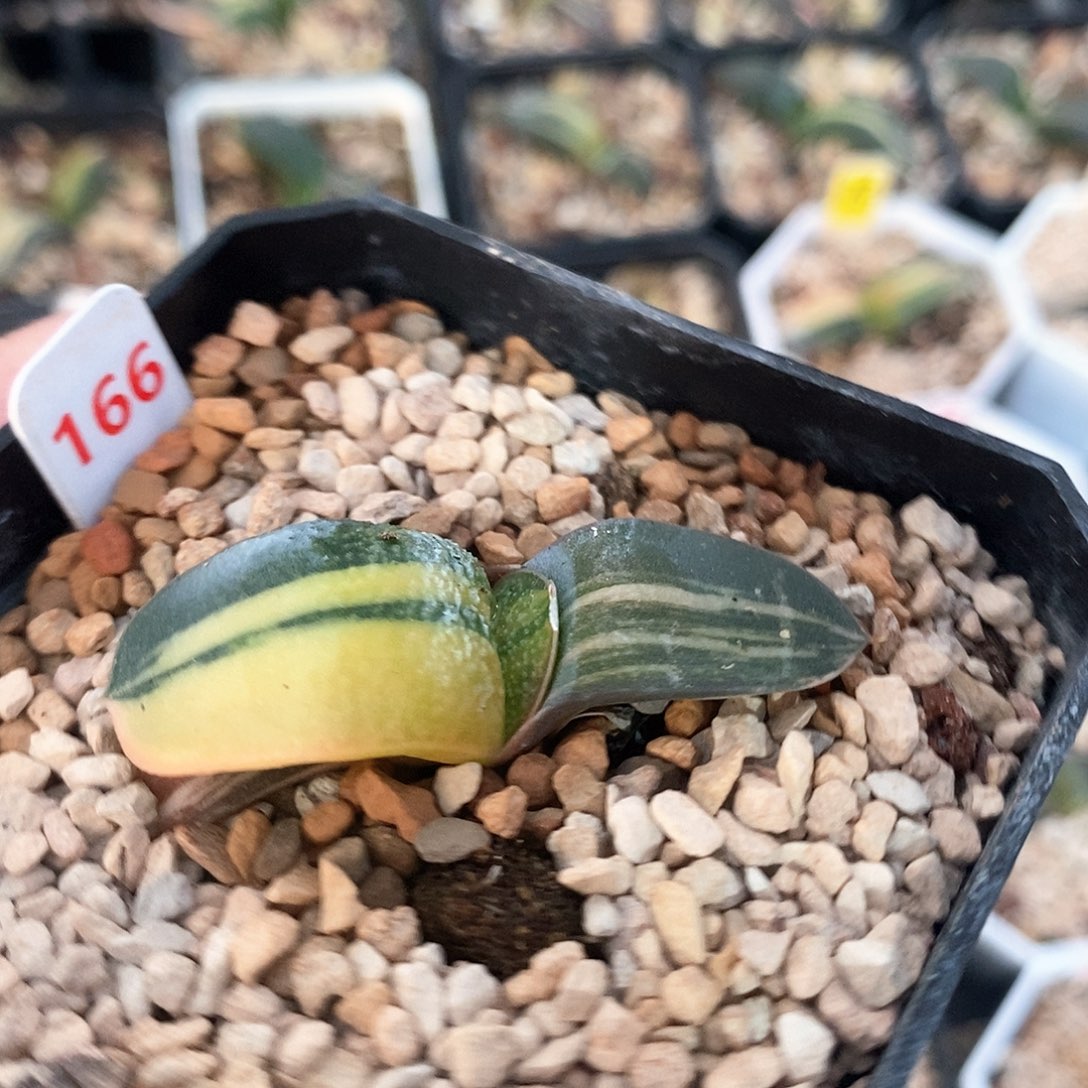 红陶166号卧牛锦一物一拍