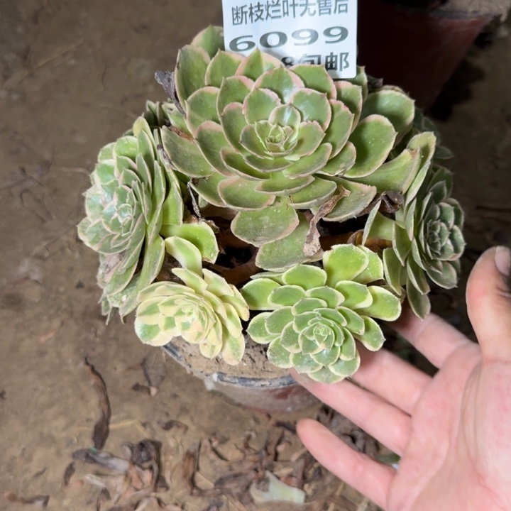 6099二号棚粉花妖O