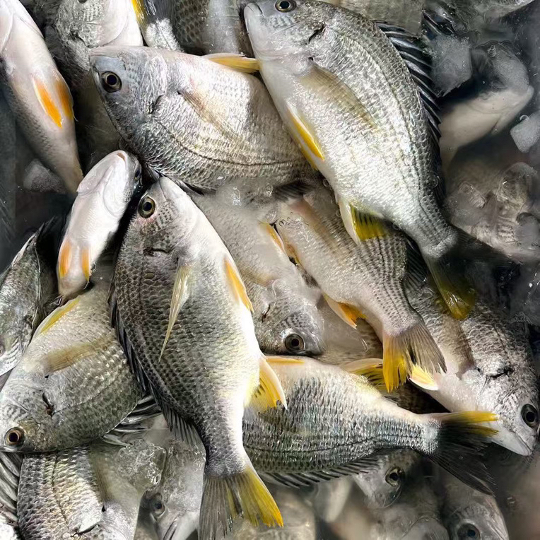 广东阳江海捕黄翅鱼 黄脚立 一斤4到5条 新鲜速冻发货