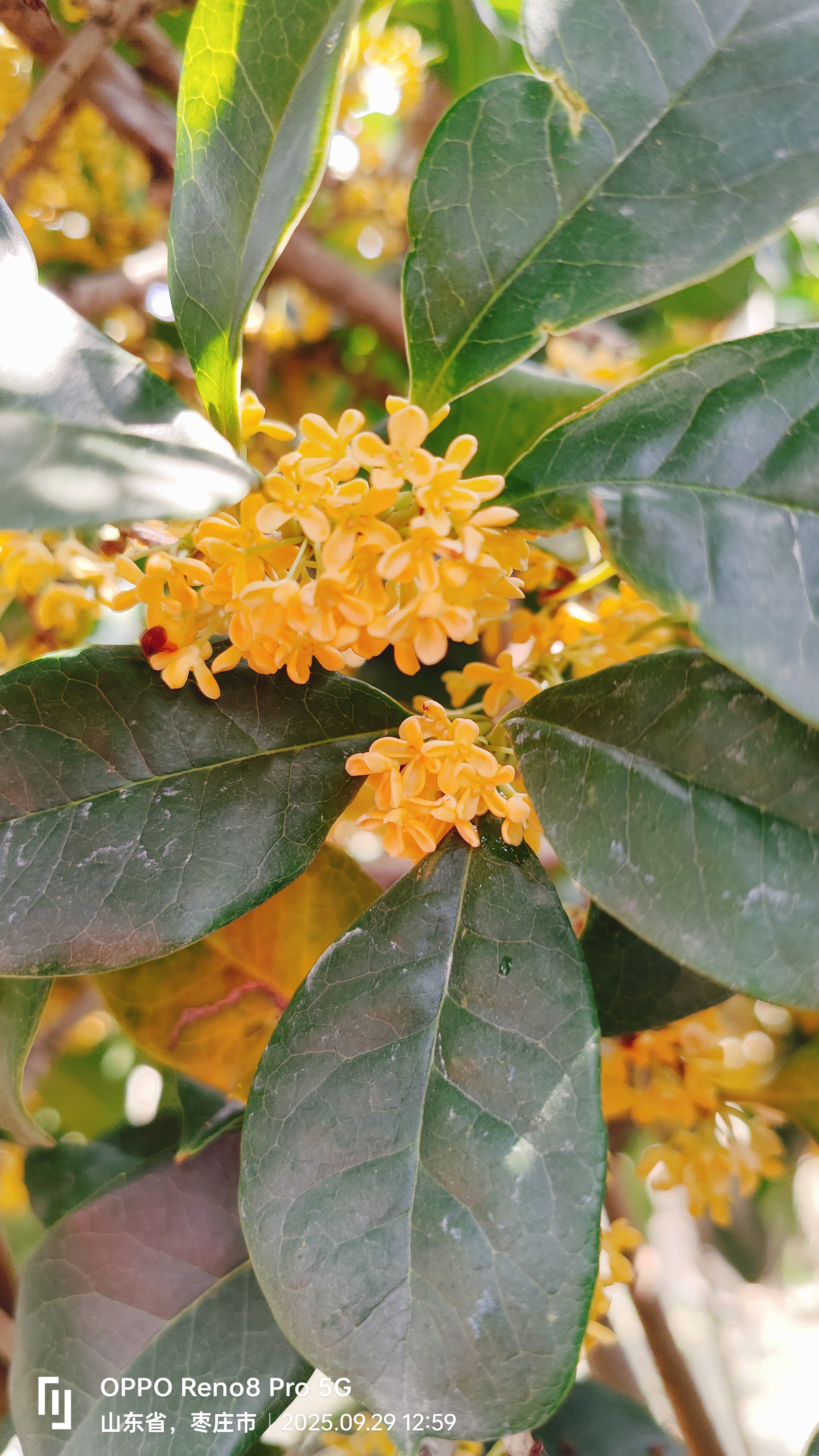 四季桂花盆栽浓香型带花苞适合室内外阳台庭院种植好养活