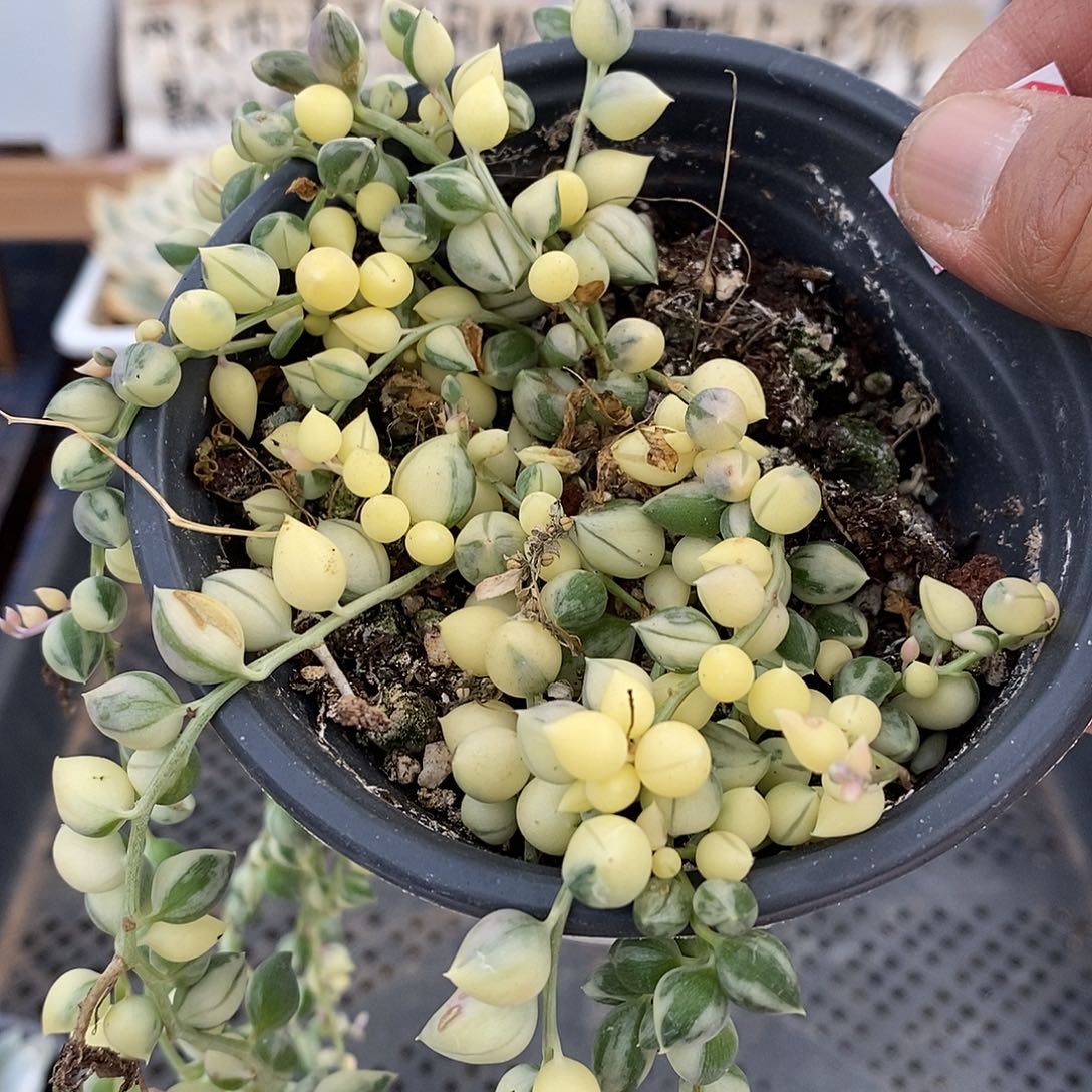 26203 佛珠锦多肉