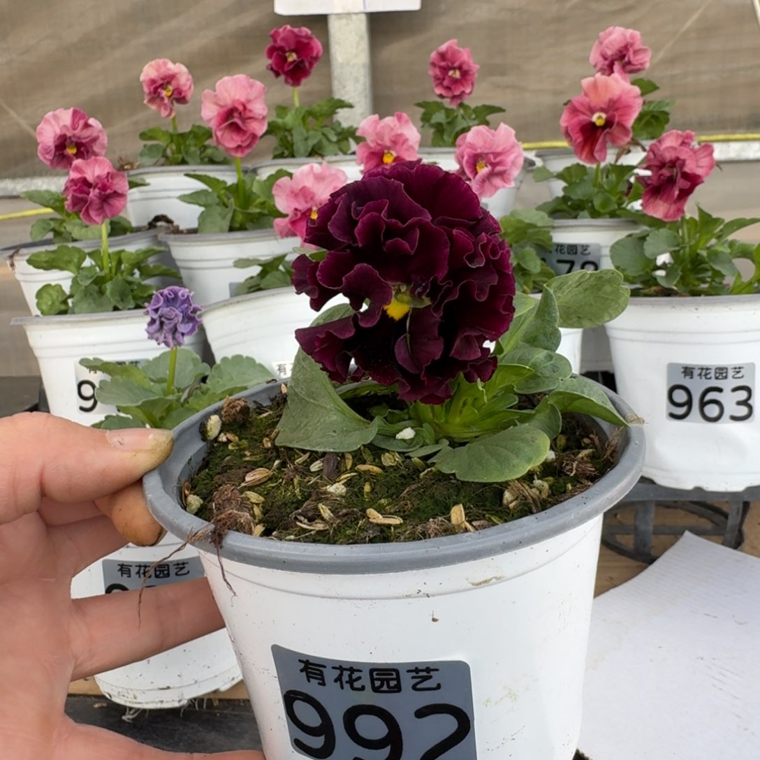 无花朵992号角堇