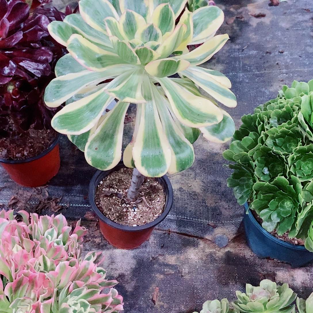 燕姿锦446多肉1111