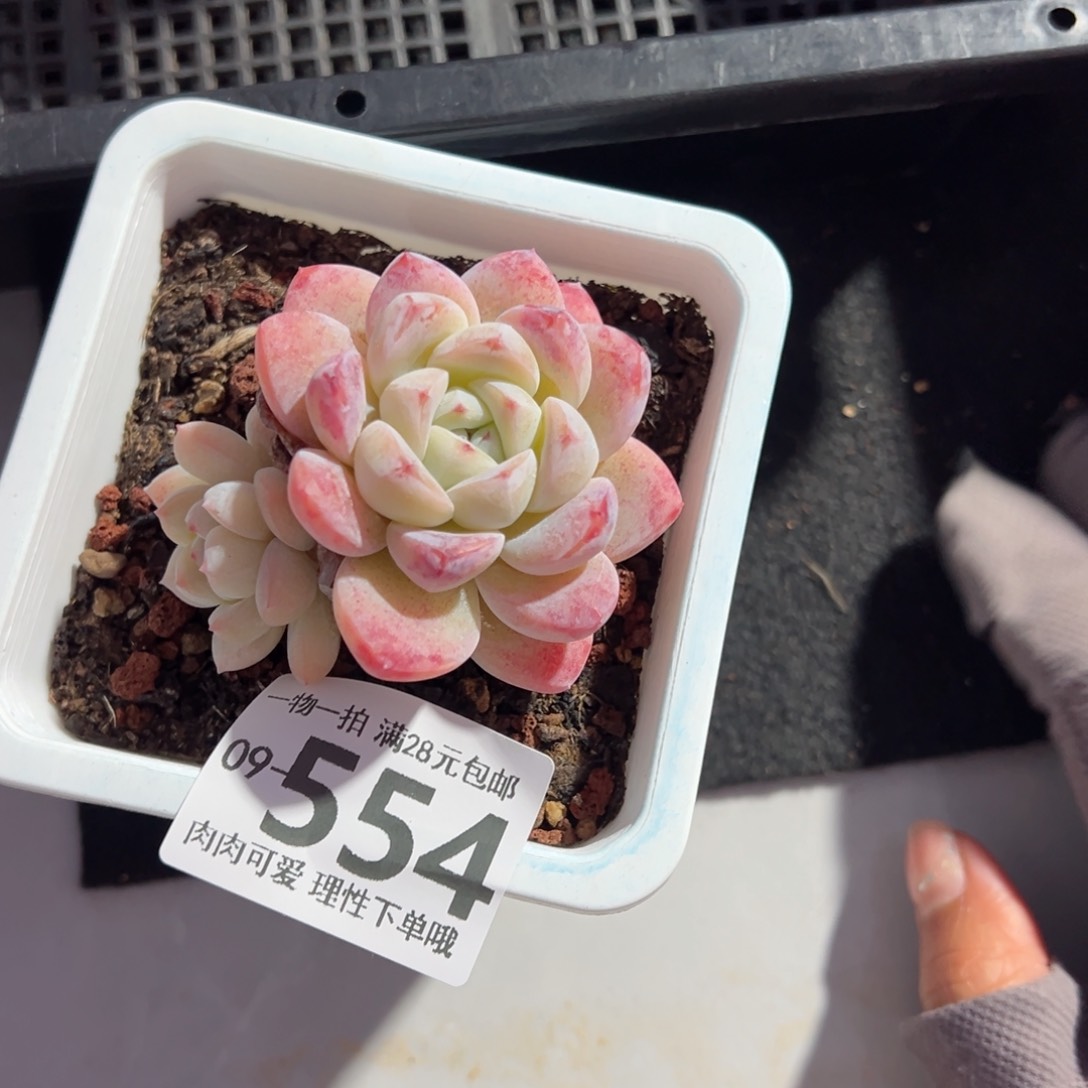 冰玉，多肉多肉多肉多肉