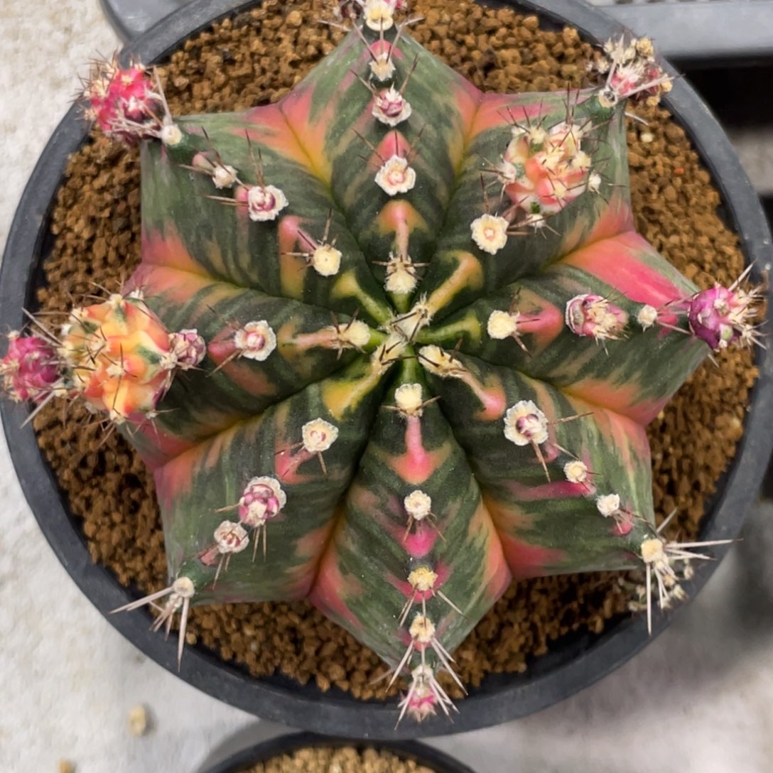 当前无花朵，栽培后可花朵橘黄大臀虎斑锦